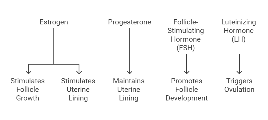 Hormones and Their Functions in the Menstrual Cycle