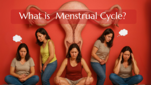 What is the Menstrual Cycle?
