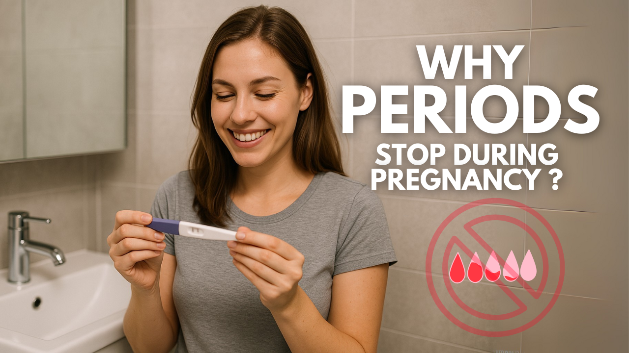 Why Menstruation Stops During Pregnancy